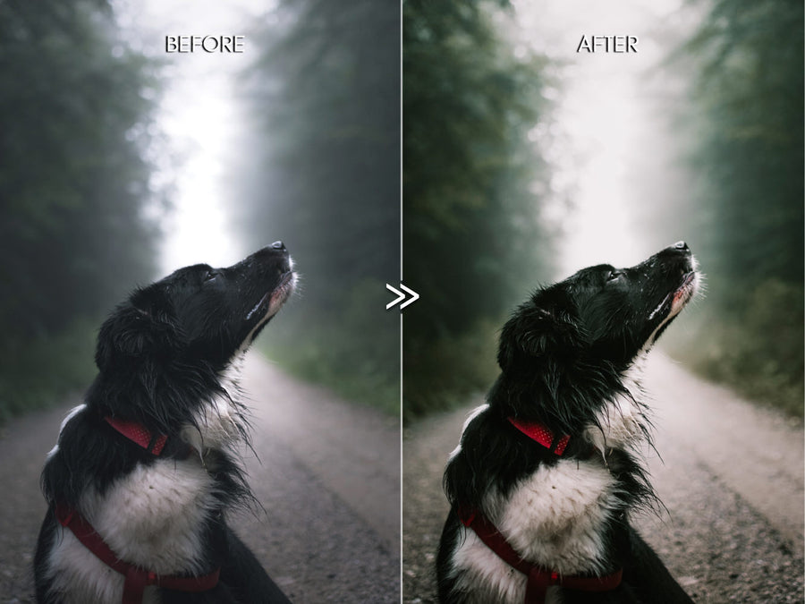 Moody RICH GREENS Outdoor Travel Nature Lightroom Presets